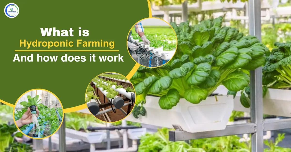 What is Hydroponic farming and how does it work